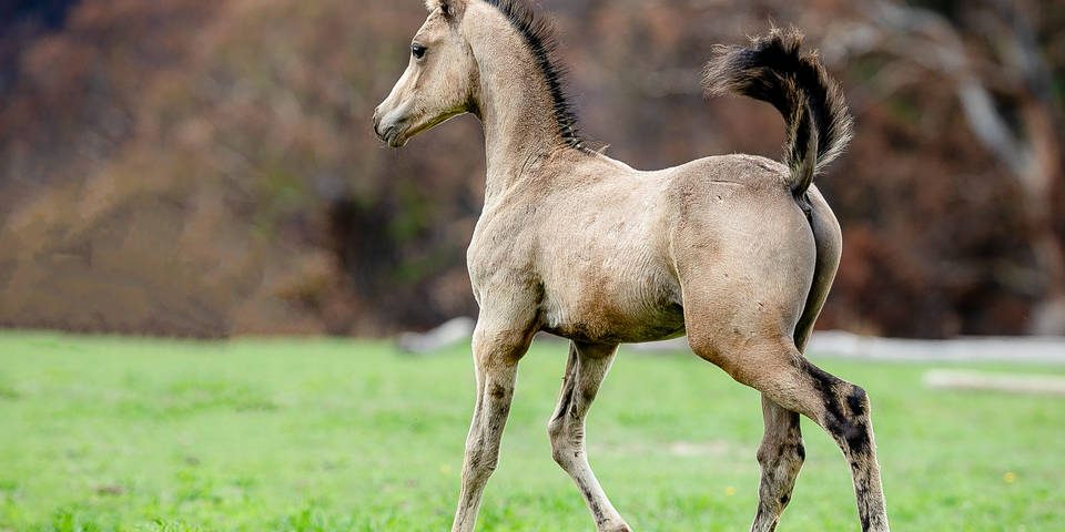 Arabian Stock Horse Feature – 2021 AANC-14