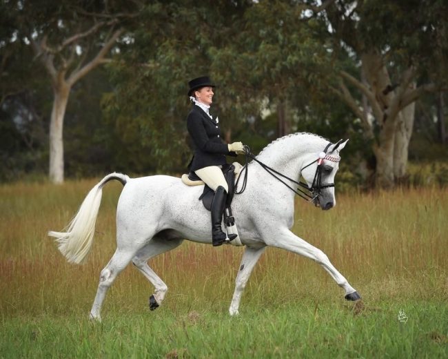 Ahmani ridden