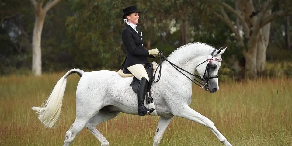 Ahmani ridden