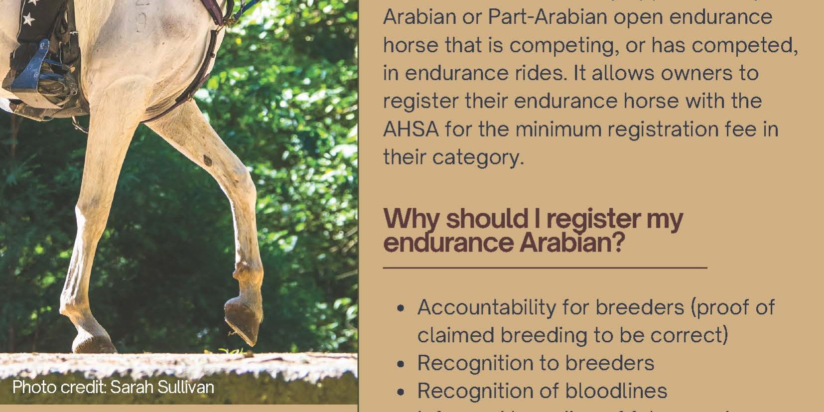 AHSA Endurance Amnesty flyer.pdf